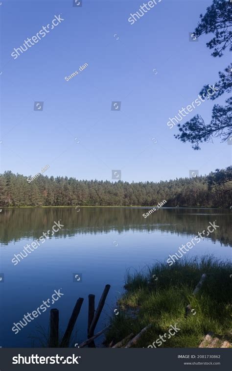 Beautiful Lake Forest Forest Lake Forest Stock Photo 2081730862