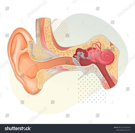 Anatomy Human Ear Stock Illustration Eps Stock Vector (Royalty Free ...