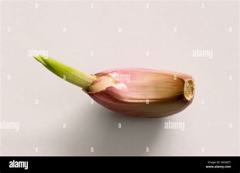 Sprouting garlic clove on white background Stock Photo - Alamy