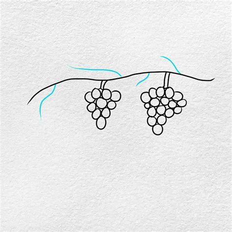 how to draw grapevine
