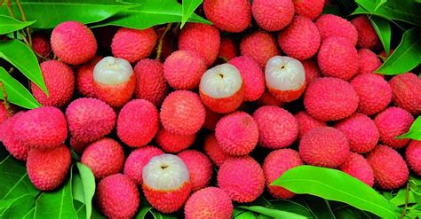 Health Benefits and Adverse Effects of Lychee Fruit - Aaziban