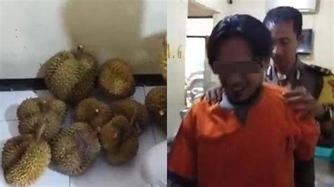 Curi Durian Hingga Petani Di Banyuwangi Merugi Jutaan Rupiah