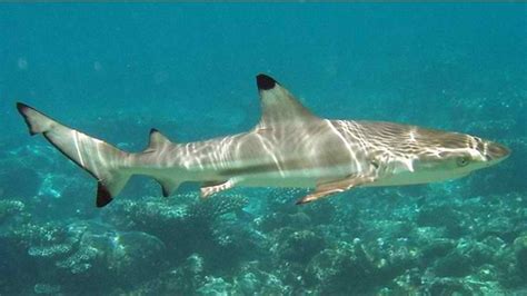 The Blacktip Reef Is A Beautiful Species Of Shark - Shark Sider