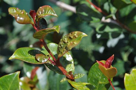 Syzygium Leaf Infected with Psyllid Eggs Stock Photo - Image of psyllids, garden: 47413726