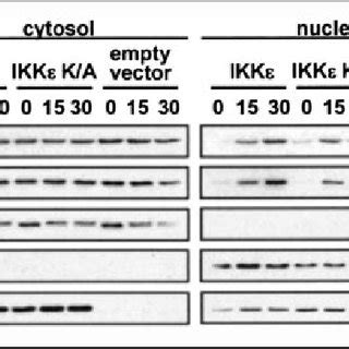 Ikk Contributes To The Control Of Nf B Nuclear Uptake Jurkat Tet On