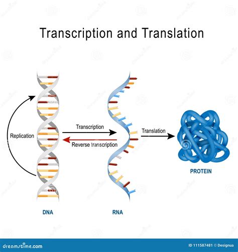 Fajarv: Protein Synthesis Diagram