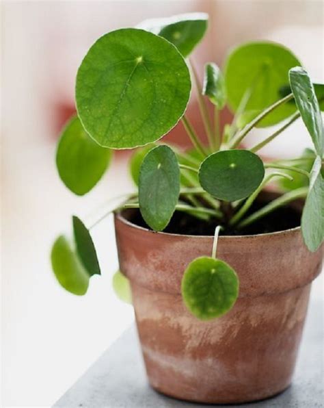 Plantas Que Simbolizan Suerte Y Gratitud