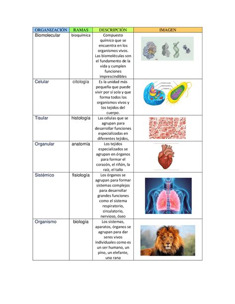 farmacéutico Relativamente al revés esquema de las ramas de la biologia