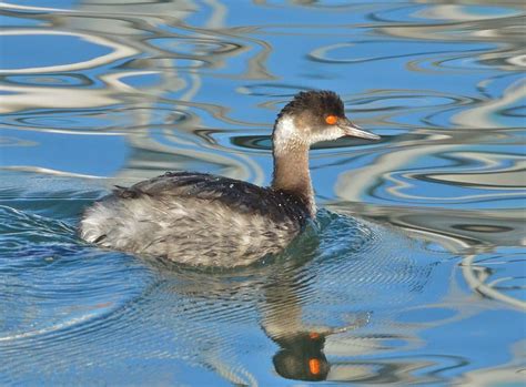 22 Different Types of Water Birds