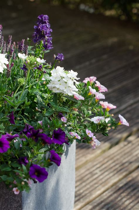 The best low maintenance plants for outdoor pots, and how to take care ...