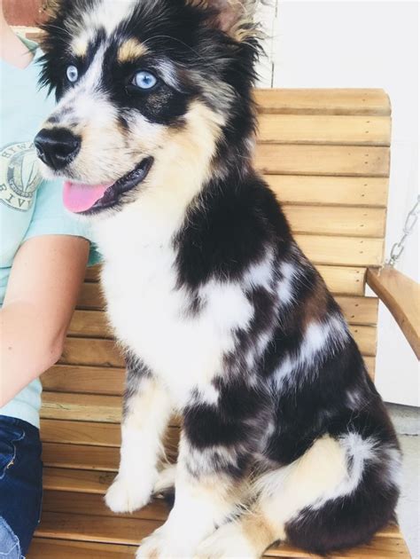 Blue Merle Aussie | Aussie dogs, Australian shepherd dogs, Crazy dog