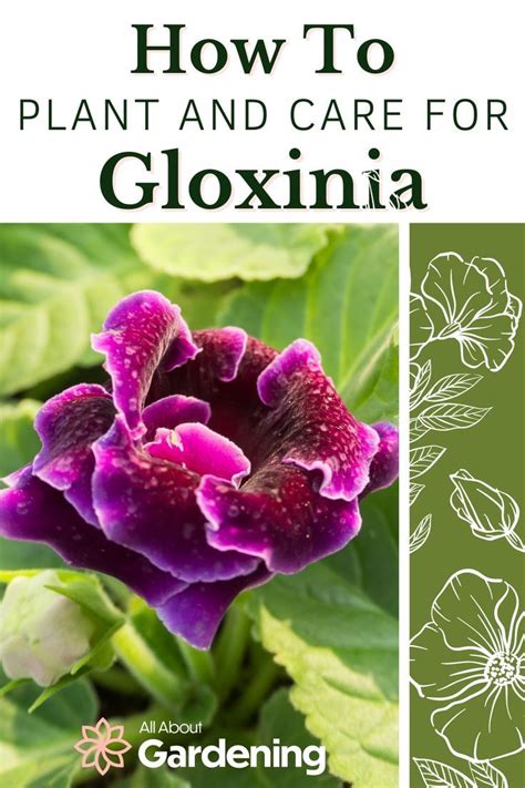 How To Plant Grow And Care For Gloxinia Flowering Plants Artofit