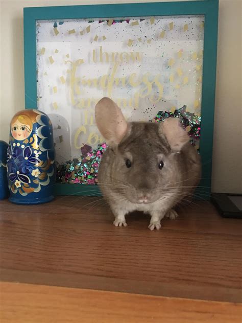 My little Burrito with a positive message to start off your week