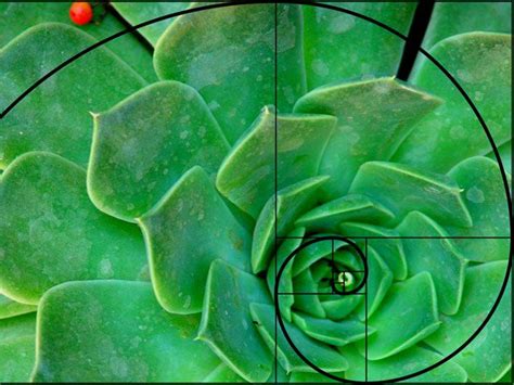 Espiral De Fibonacci Composición Basada En Naturaleza