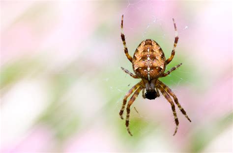 spider | Free stock photos - Rgbstock - Free stock images | Zela