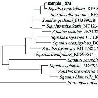 Maximum Likelihood Phylogenetic Tree Based On The Coi Sequence