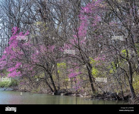 Trail around the lake, Watkins Mill State Park, Missouri Stock Photo ...