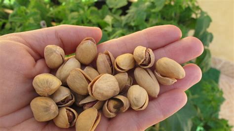 C Mo Hacer Germinar Y Cultivar Pistachos En Maceta Abuela En La Cocina