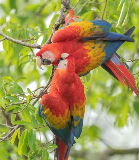 The Enchanting Scarlet Macaw: Beauty and Brilliance in Flight | WorldWeet