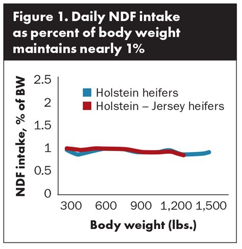 Heifers Harness High Fiber Forage Hay And Forage Magazine