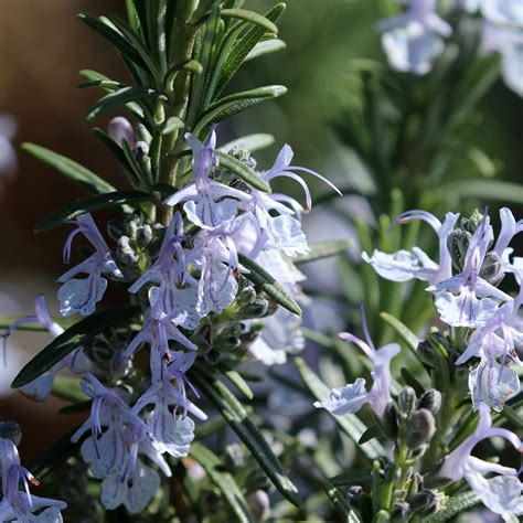 Rosmarinus officinalis Mrs Jessop s Upright Romarin très rustique à