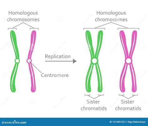 Pair Of Homologous Chromosomes Stock Vector Illustration Of