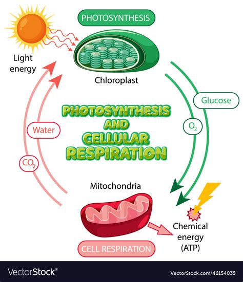 Respiration And Photosynthesis Chart