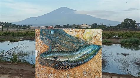 Najur Ikan Gabus Dengan View Terindah Dapet Ikan Gabus Monster Najur