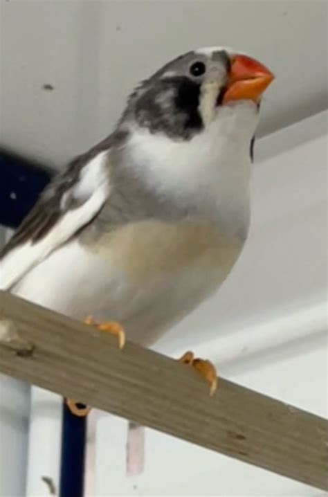 Pied Zebra Finch Cheek