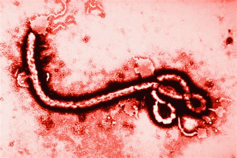 This Ebola Diagram Shows What The Deadly Virus Really Looks Like How