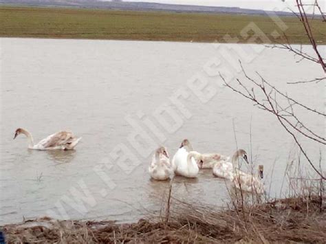 Foto O Familie De Lebede A Poposit Pe O Balt Din Banat Radio