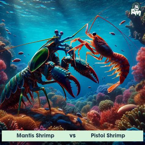 Mantis Shrimp vs Pistol Shrimp: See Who Wins | Animal Matchup