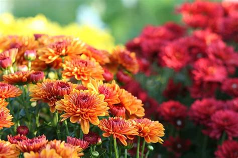 The Fascinating Symbolism and Meaning Behind Chrysanthemum Flowers