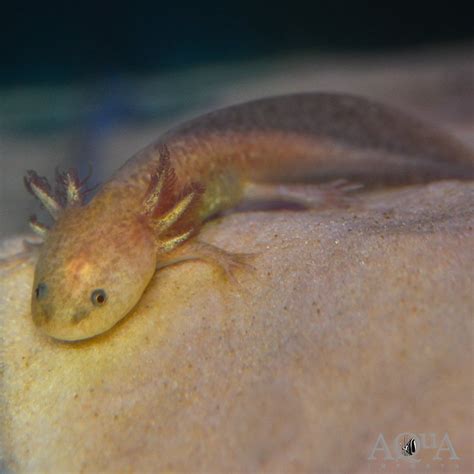 Copper Axolotl (Ambystoma mexicanum) - Aqua Imports