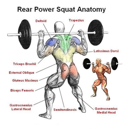 Squat Muscles Worked Diagram