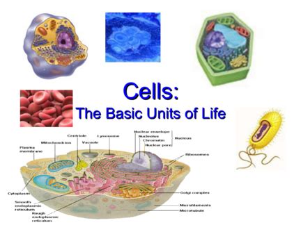 What Is A Cell Definition Structure Types Functions 46 OFF