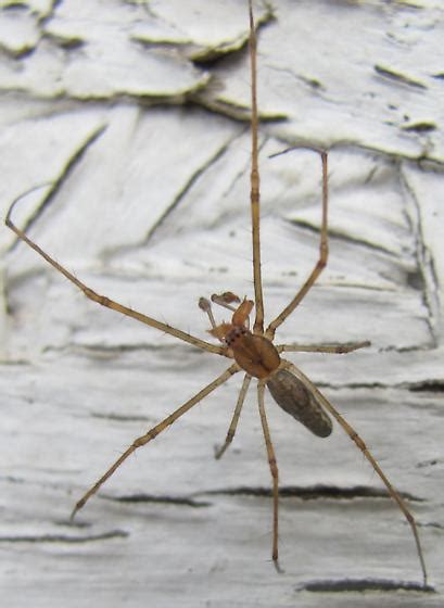 Long Jawed Orb Weaver In Sask Tetragnatha BugGuide Net