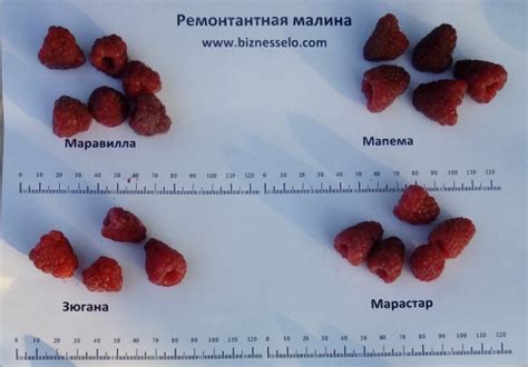 Малина мапема описание сорта