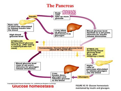 PPT - Glucose homeostasis PowerPoint Presentation, free download - ID:3308142