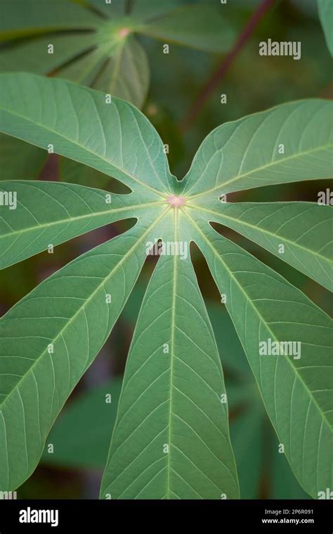 Close Up Vertical Shot Of A Vibrant And Healthy Cassava Or Manihot Plant Leaf Covering The Frame