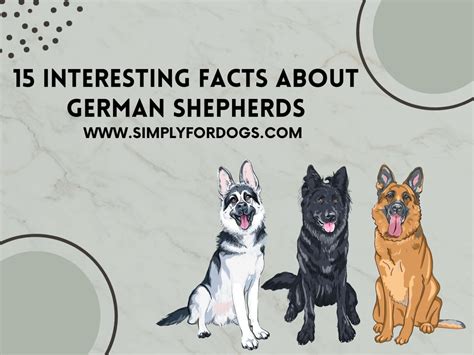 Interesting Facts About German Shepherds This Will Amaze You