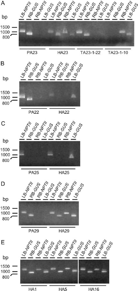 Schematic Representation Of The Cre Loxp Induced Resolution Of Complex