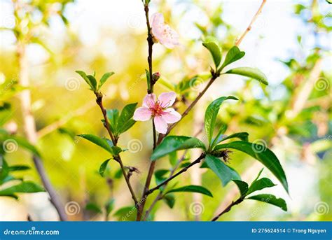 Blossom Nectarine Pink Flowers With Small Young Fruits On Tree Branch