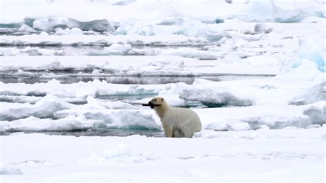 Polar Bear Plays With Drift Wood Part Svalbard Graham Boulnois