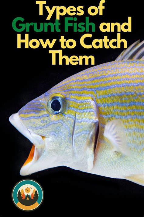 Types of Grunt Fish and How to Catch Them | Fish, Fishing guide, Catch