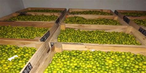 PMG Engineering | Article | Cold storage for Lemon