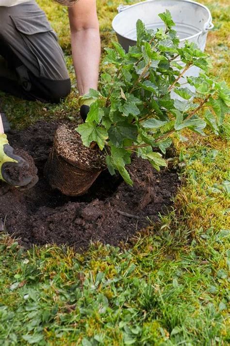 Hur planterar jag bärbuskar Plantera i trädgård Plantering Växter