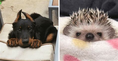 Top 15 Cutest Animals Of The Week To Start The Day With An Aww July