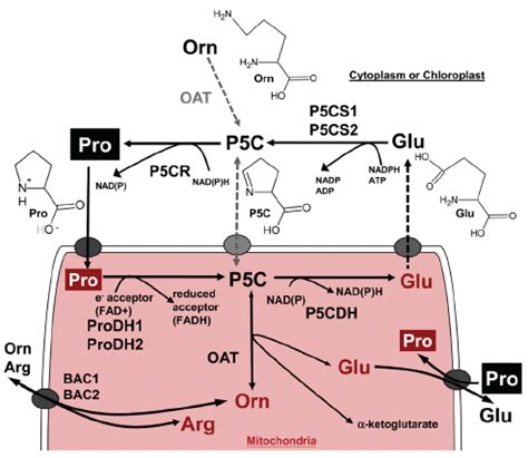 The Core Pathways Of Proline Metabolism Proline Synthesis From