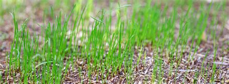 When to Plant Grass Seed? - Seeding Guide for All Grass Types